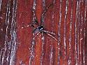 Nuctenea_umbratica_F1718_Z_78_Les Gris_Frankrijk